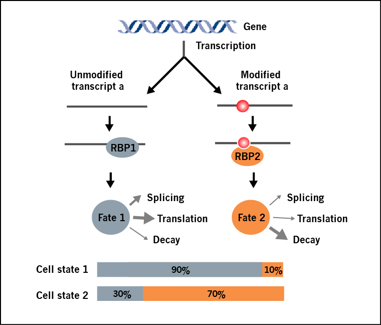 m6A-mRNA&lncRNA表观转录组芯片特点