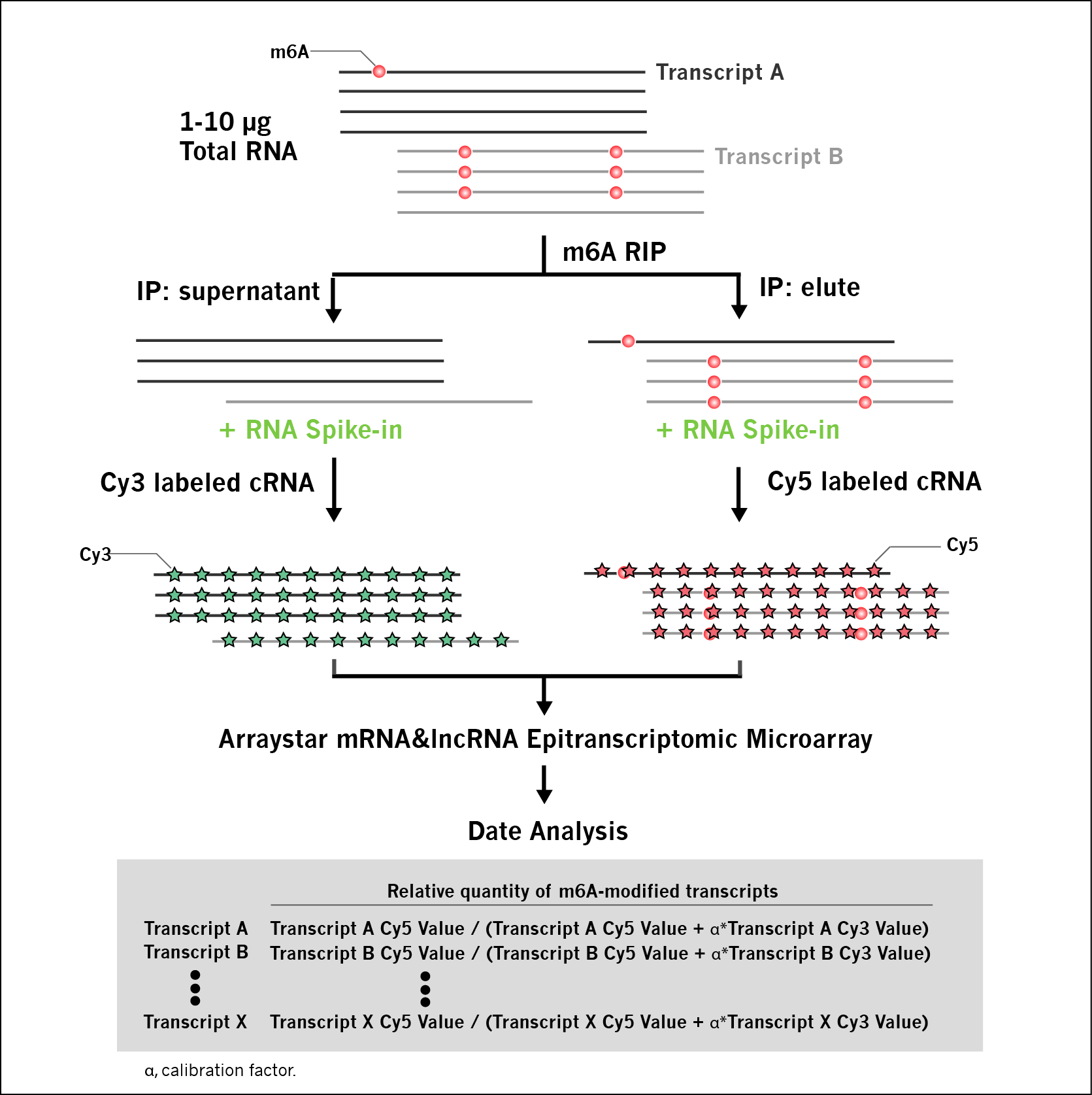 m6A-mRNA&lncRNA Epitranscriptomic 芯片实验流程