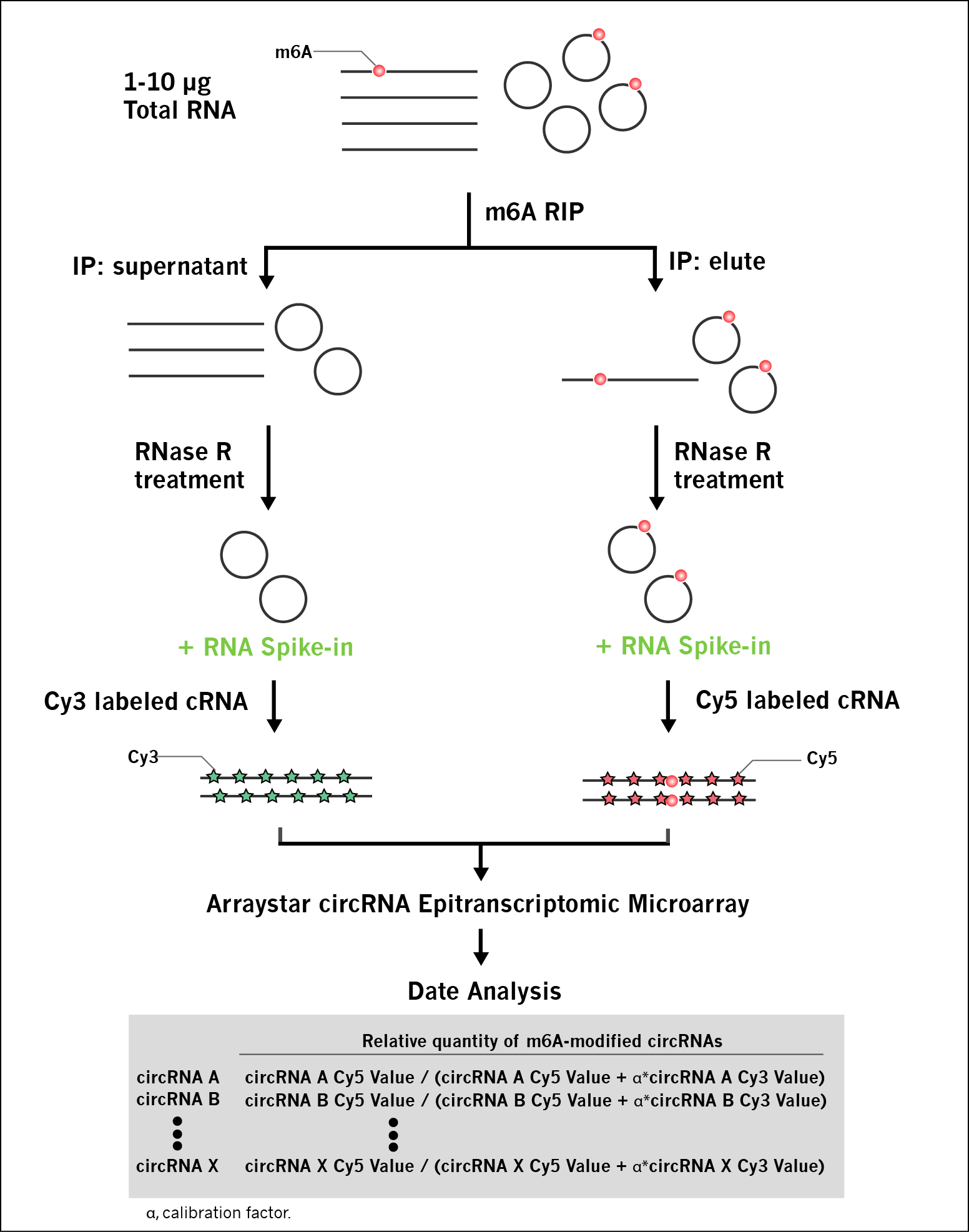 m6A-circRNA Epitranscriptomic 芯片实验流程