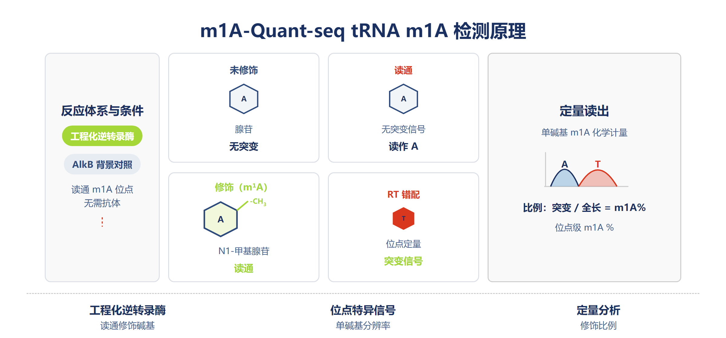 m1A-Quant-seq m¹A 检测原理