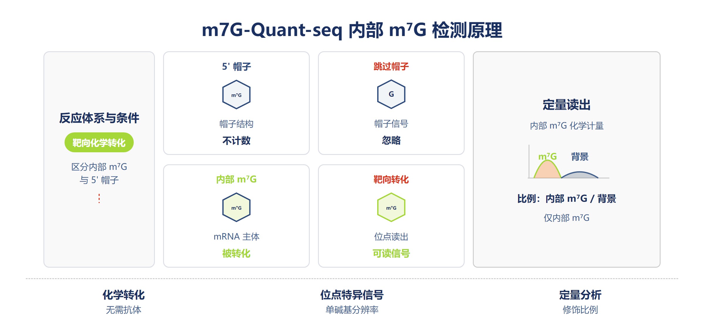 m7G-Quant-seq m⁷G 检测原理