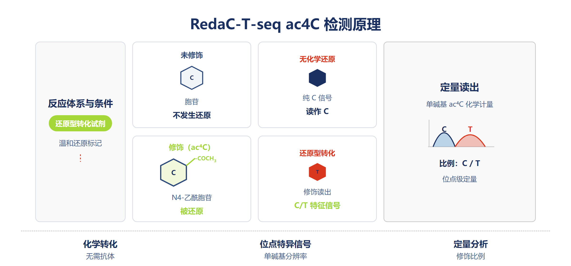 RedaC-T-seq ac4C 检测原理