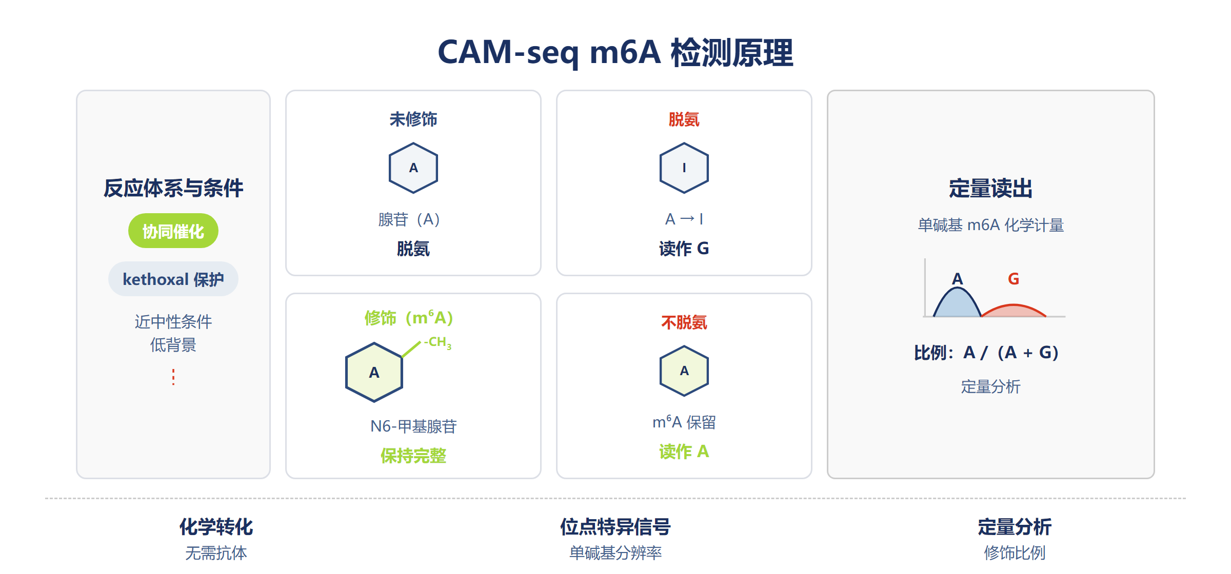 CAM-seq m6A 检测机制。温和的近中性化学（pH ≈ 6）选择性将未修饰腺苷（A）脱氨为肌苷（I，测序读作 G），而 m6A 抗脱氨、仍读作 A。每个位点的 A/G 比值给出绝对 m6A 化学计量