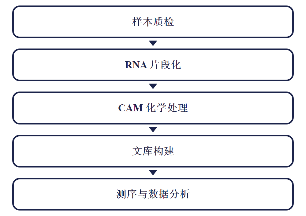 CAM-seq 实验流程