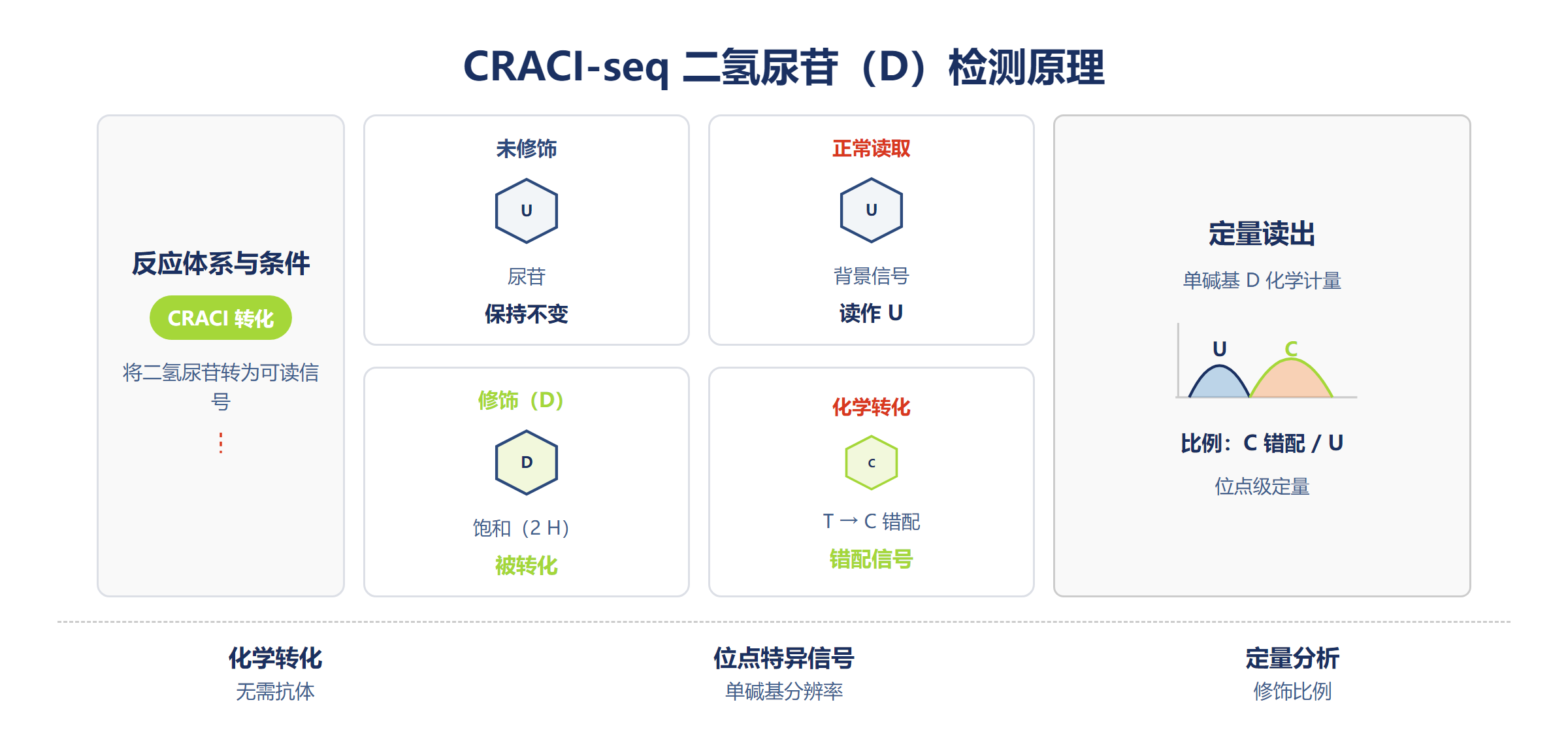 CRACI-seq 二氢尿苷检测原理