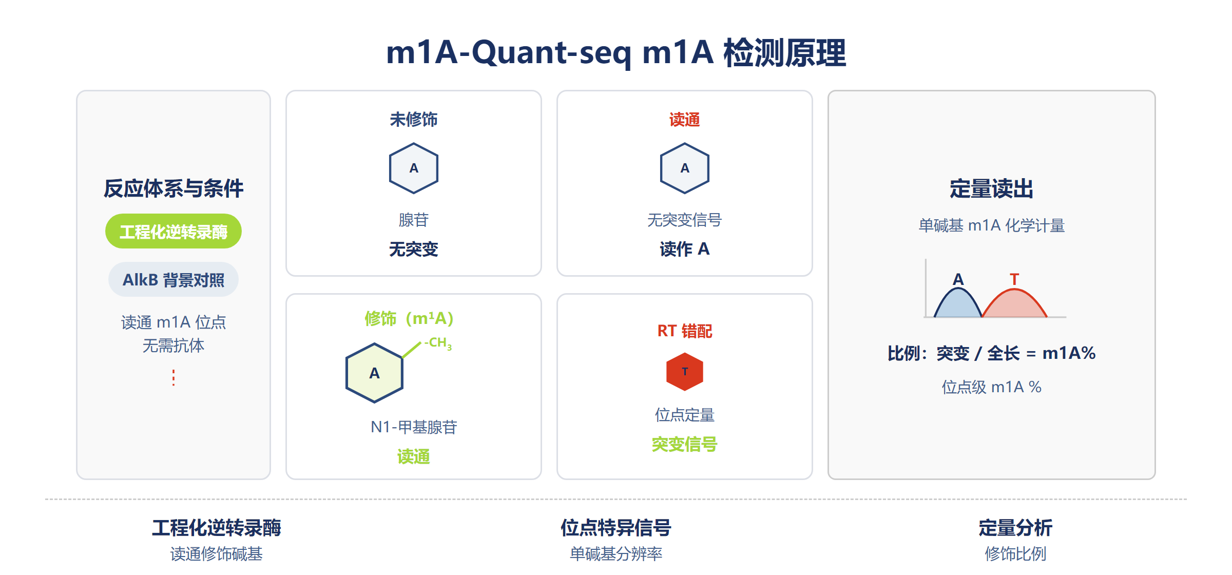 m1A-Quant-seq 检测原理。示例 RNA 序列为“A-m1A-m1A/A”，其中 m1A/A 表示该碱基位置 m1A 与未修饰 A 各占 50%。工程化逆转录酶在 m1A 位点诱导突变（测序中主要为 T），突变率即 m1A%