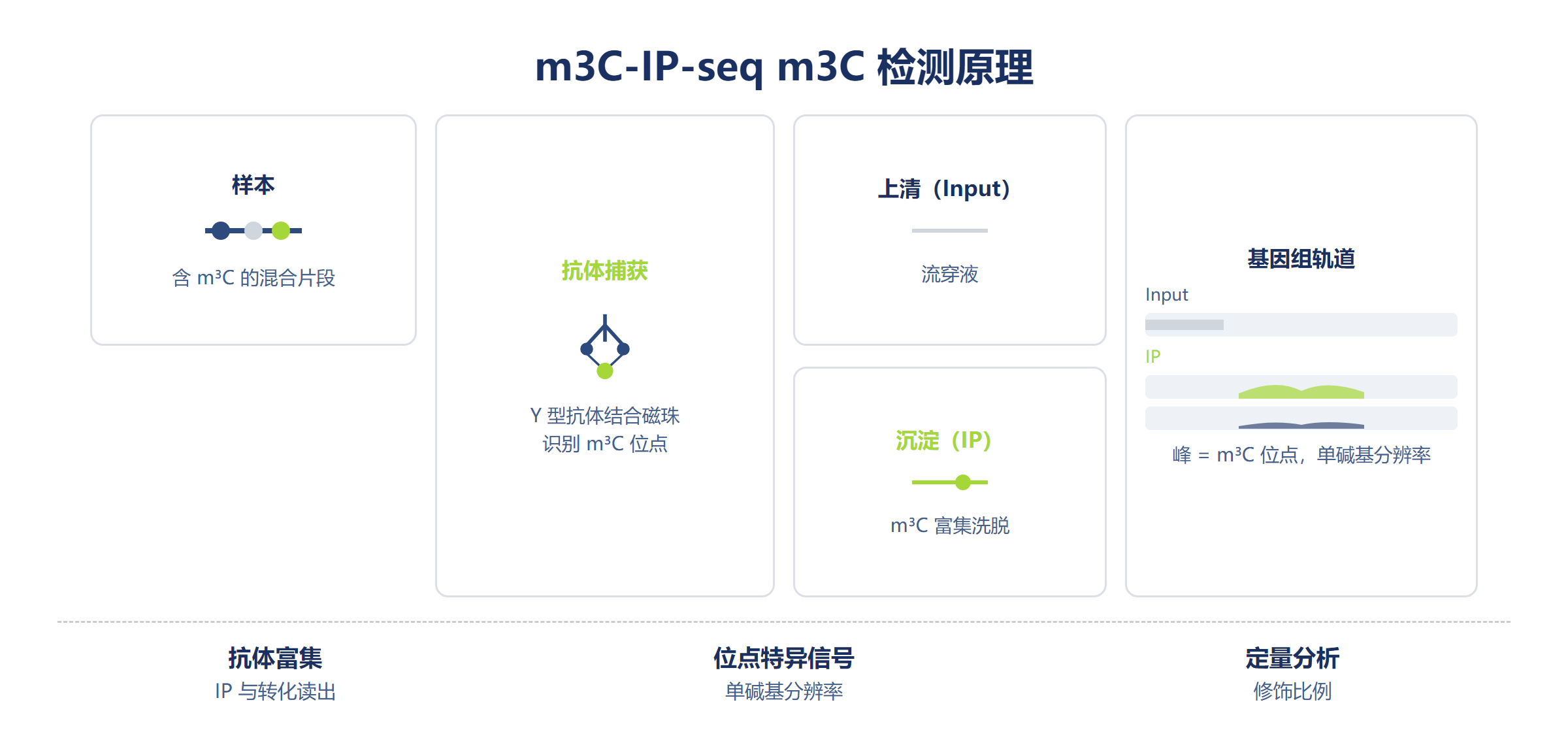 m3C-IP-seq m3C 检测原理