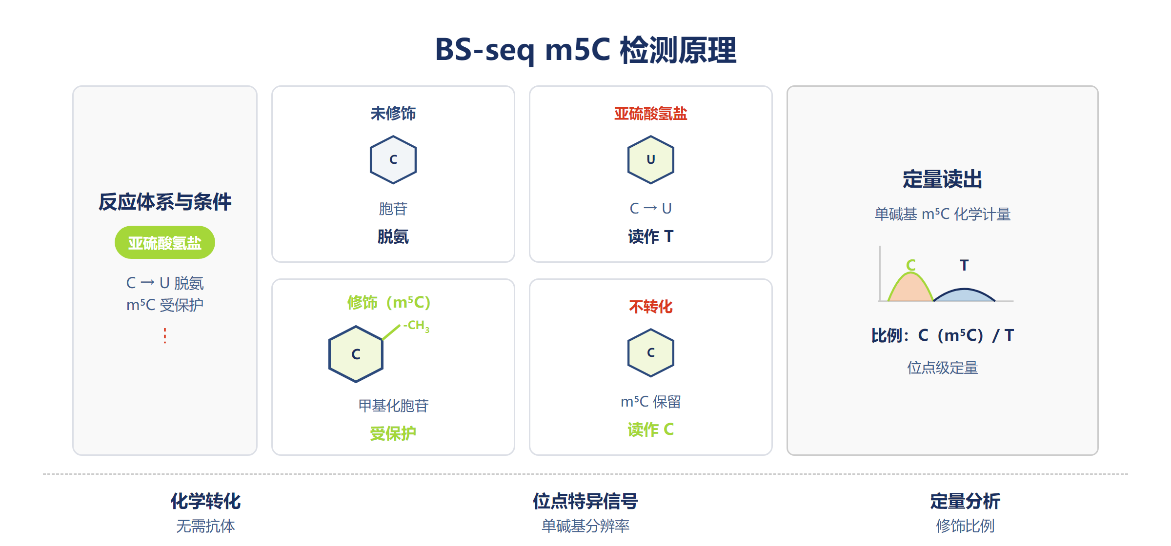 BS-seq m5C 检测原理