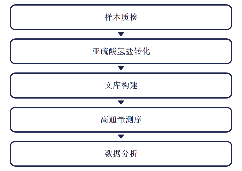 BS-seq 实验流程