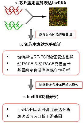 常规lncRNA芯片研究流程