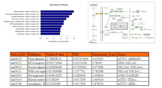 LncRNA Pathway分析