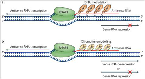 差异antisence LncRNAs与相应mRNAs联合分析
