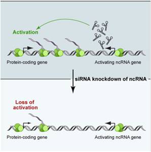 差异Enhancer LncRNAs与相应mRNAs联合分析