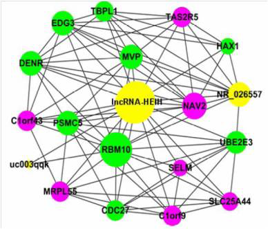  CNC（coding-noncoding gene co-expression）分析