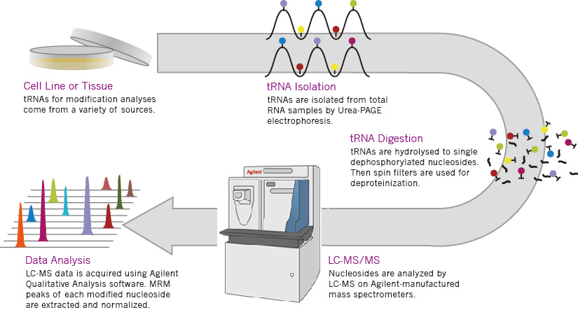 LC-MS tRNA修饰检测服务流程图
