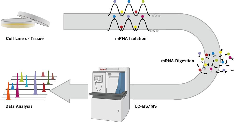 LC-MS mRNA修饰检测服务流程图