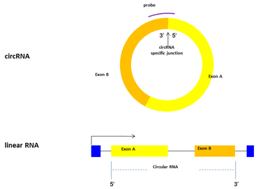 Circular反向剪接位点特异性探针