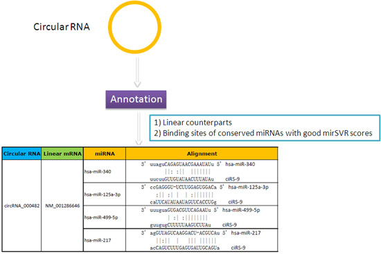 circRNA与保守的miRNA结合位点信息的详细注释